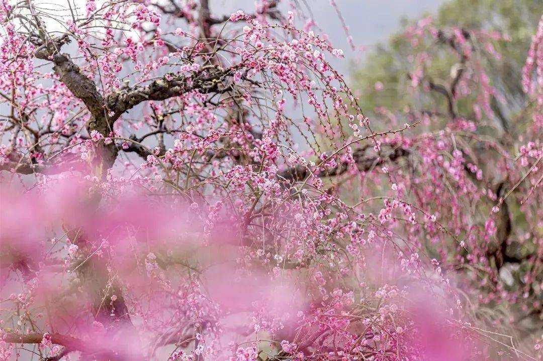 一場春日宴,在湖州邂逅美好,不負春日好時光_陽光_梅花_美食