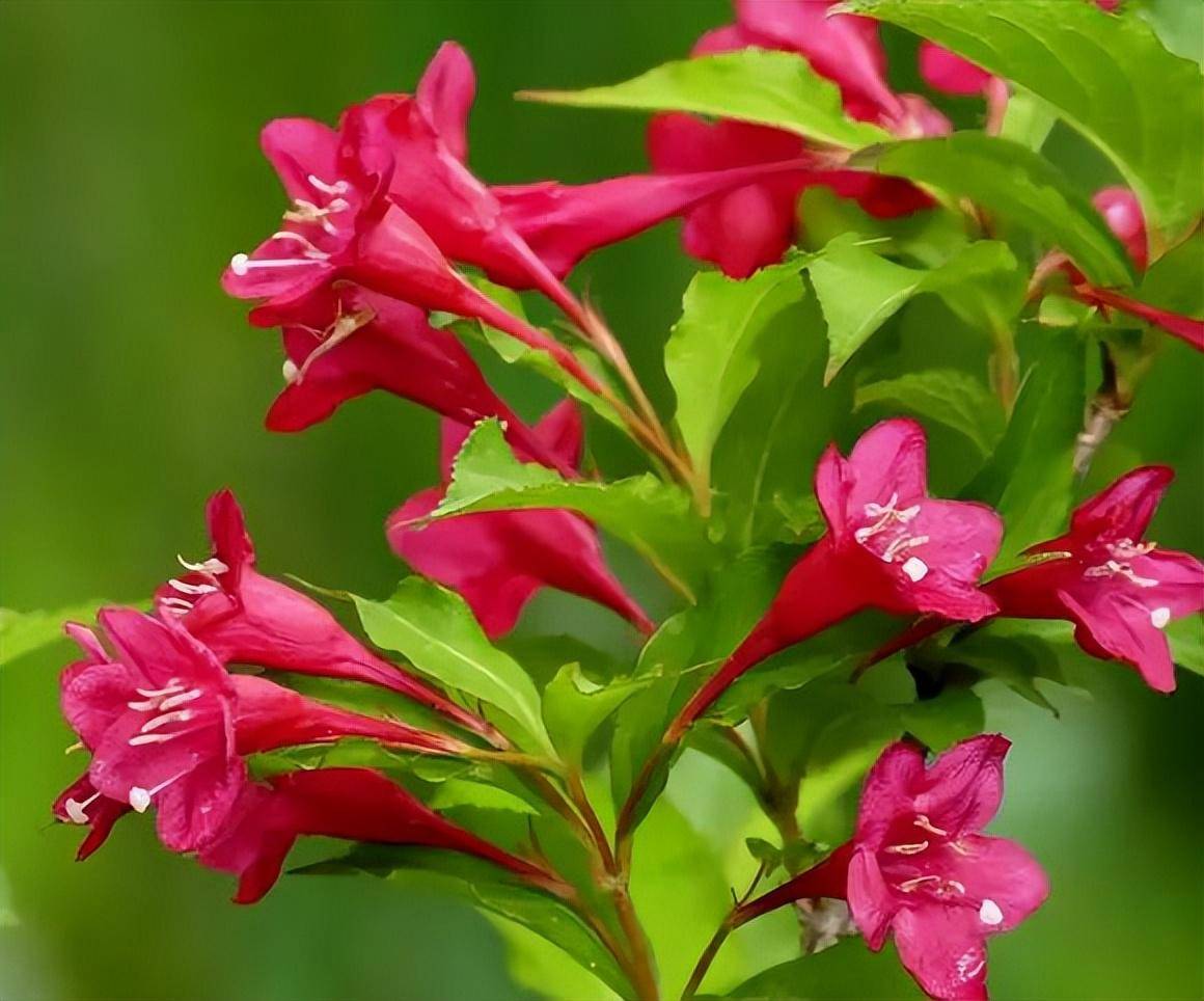 欣赏|娇艳明媚"锦带花"～_来源_应用_树型