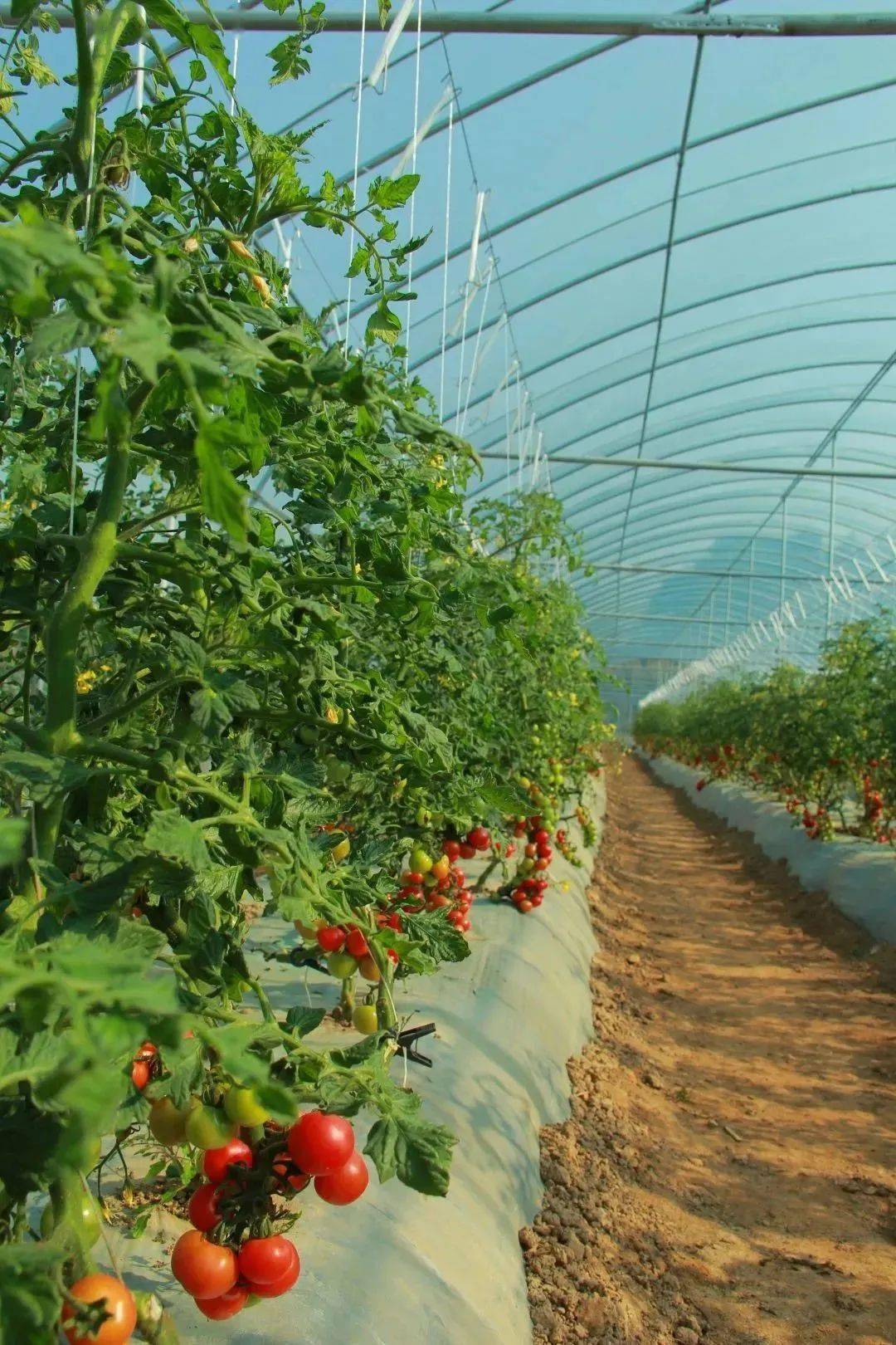 初春好物尝鲜丨大棚小番茄惹人爱,这口酸甜不可错过~_旅游_双峰_历史