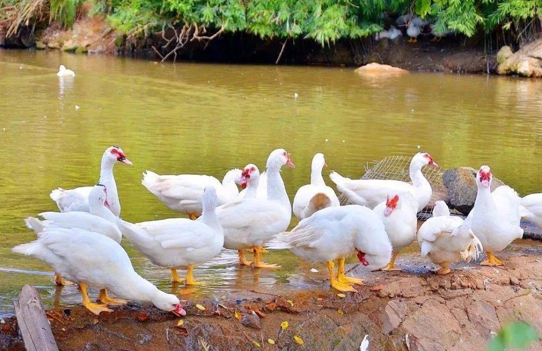 八闽文脉·风物 | 春江水暖鸭"鲜"吃_鸭子_板鸭_福建