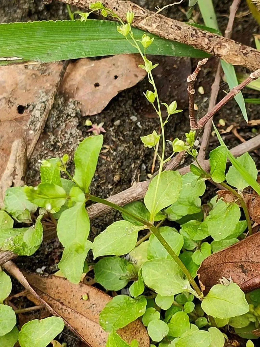 發現,經與南通大學徐松芝博士共同研究,擬定為虎耳草科溲疏屬一新種