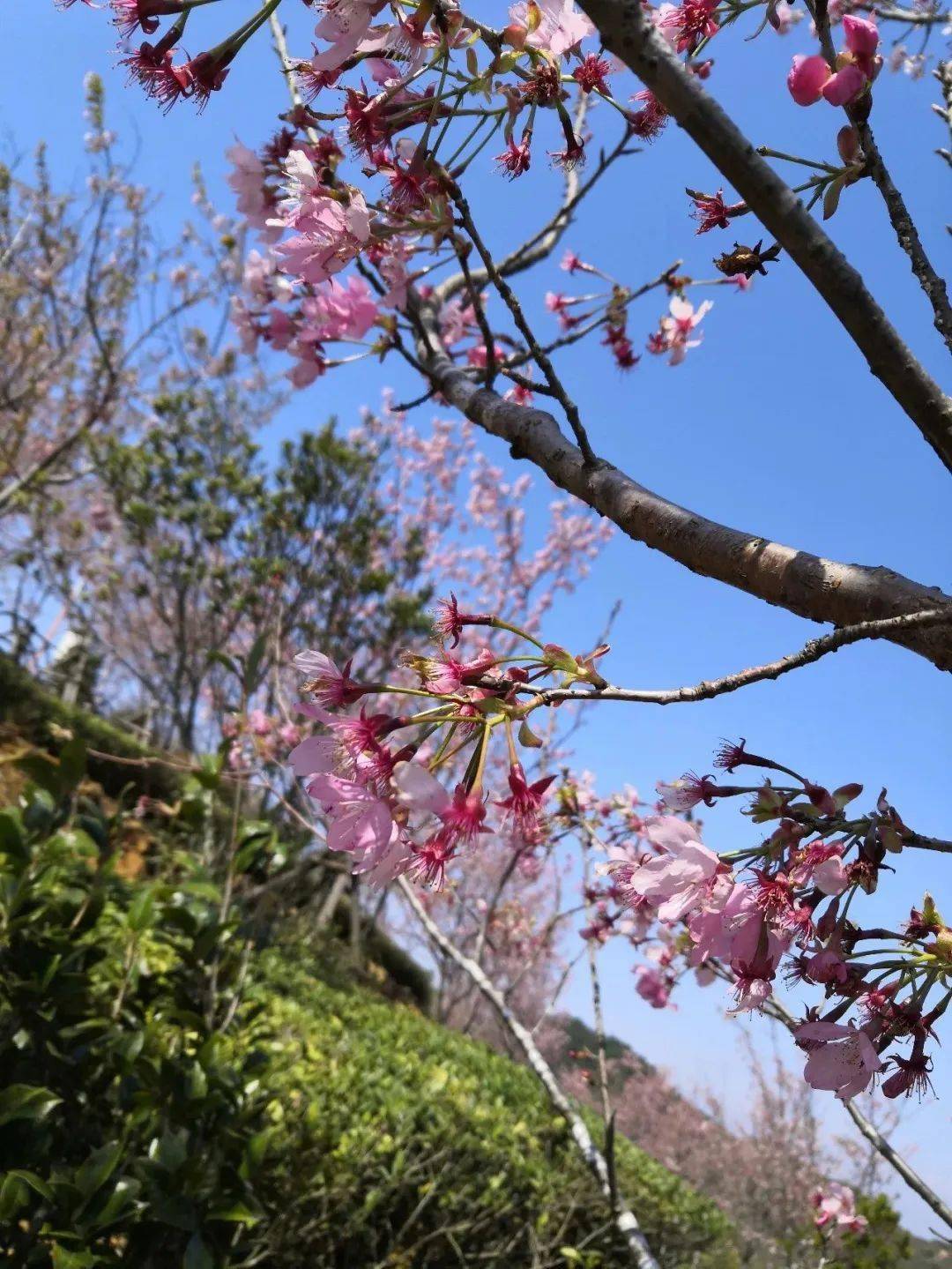 已迎来最美樱花季!同安白交祠的大片樱花火热绽放正是踏青