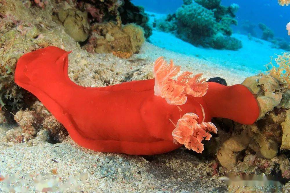 尾梭鱼, 虾鱼,大嘴巴鲭鱼成群结队围绕在在周边,还有鳄鱼,蝎子鱼,海蛇