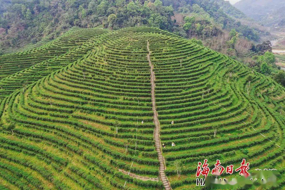 新芽翠绿采茶忙,茶山秀美,茶农笑满面~_五指山市_水满乡_邮箱