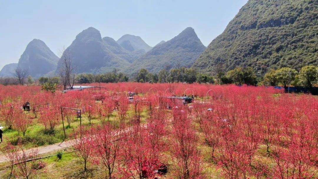 8元抢1大1小马家坊花海门票!百亩桃林,踏春赏花好地方!