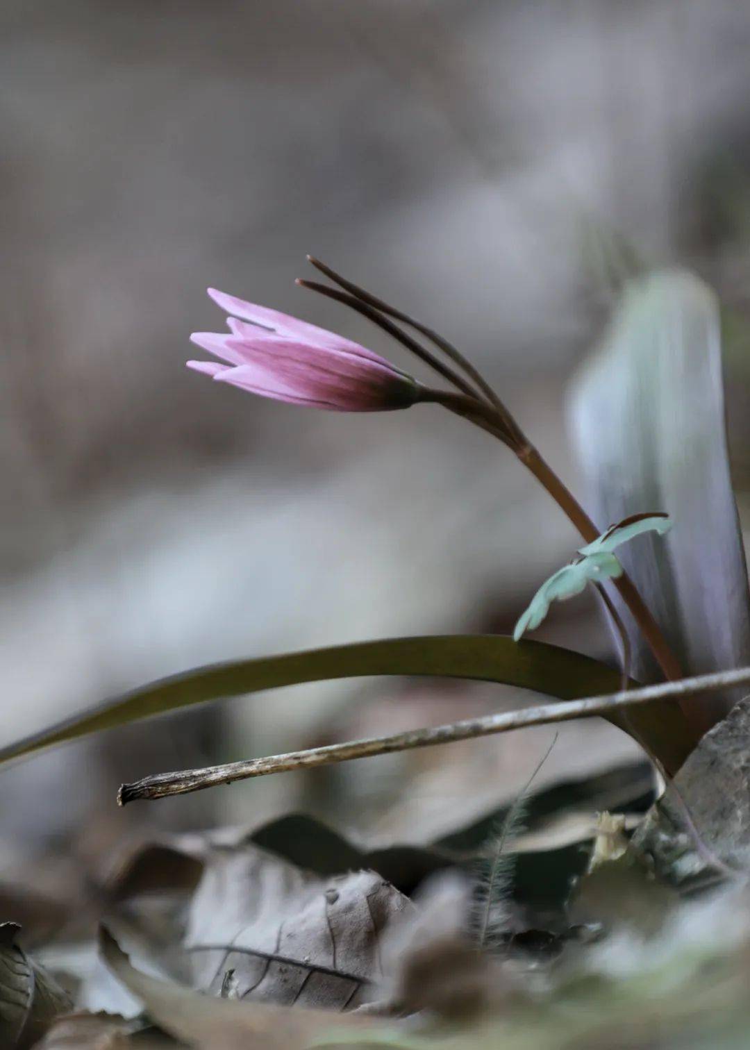 本想去看野樱花,却意外遇见二叶郁金香_草木_宁波_老鸦