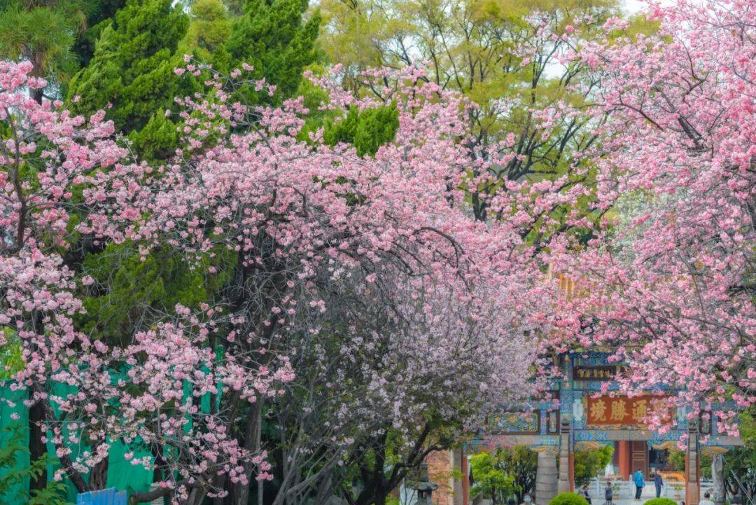 千余株樱花邀你共赴浪漫之约 昆明动物园第二十三届樱花节3月1日启幕