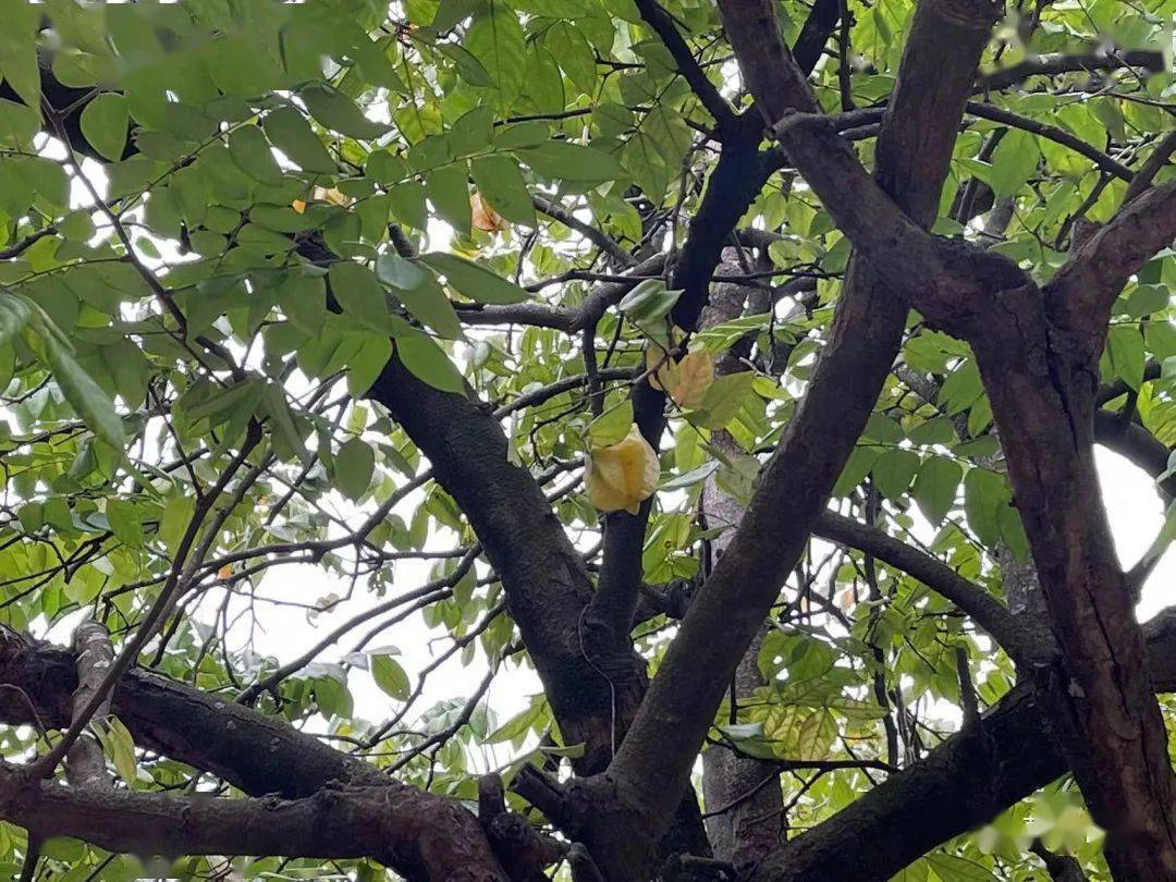 孙中山故居里的酸豆树和其他树