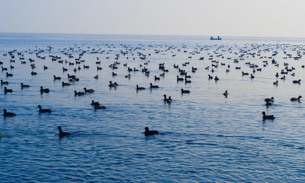 美丽生态丨骆马湖旅游度假区:值此"青绿" 共赴春游之约_候鸟_宿迁