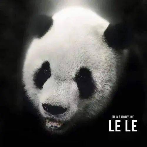 為救熊貓丫丫! 華人包下時(shí)代廣場(chǎng)大屏! 這句話淚目所有人