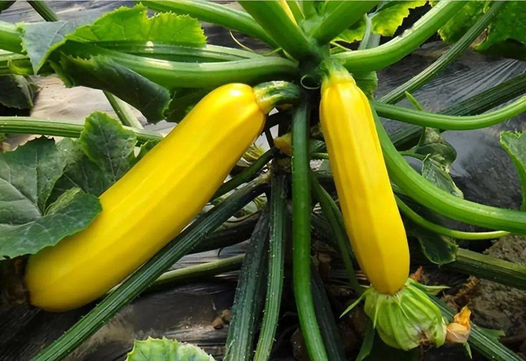 这种奇特的"香蕉瓜",亩纯利润过万,几乎全国适种!_种植_温度_食用