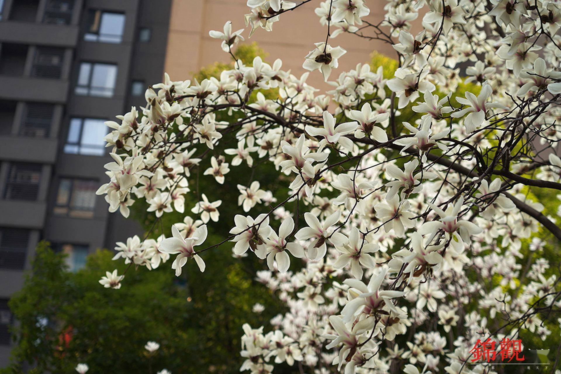 寻芳公园城 ｜ 玉兰：点破银花玉雪香