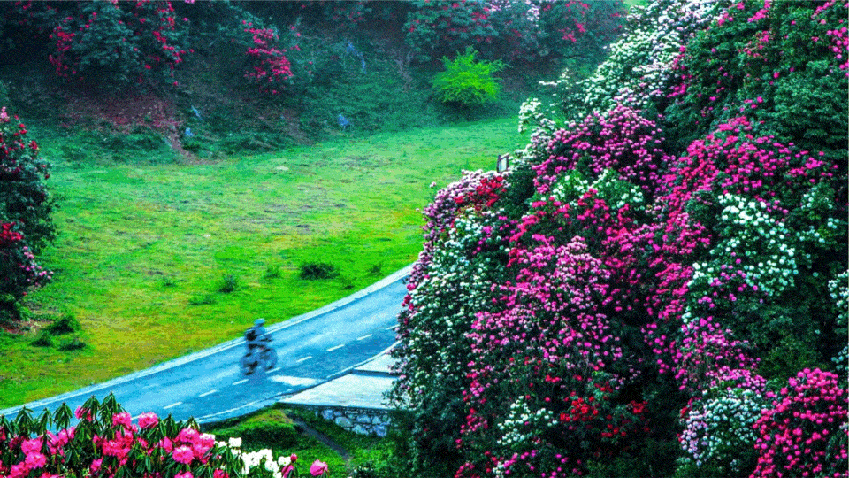 百里杜鹃 跳花坡年卡(百里杜鹃门票 跳花坡门票执行365元/年/人 截止