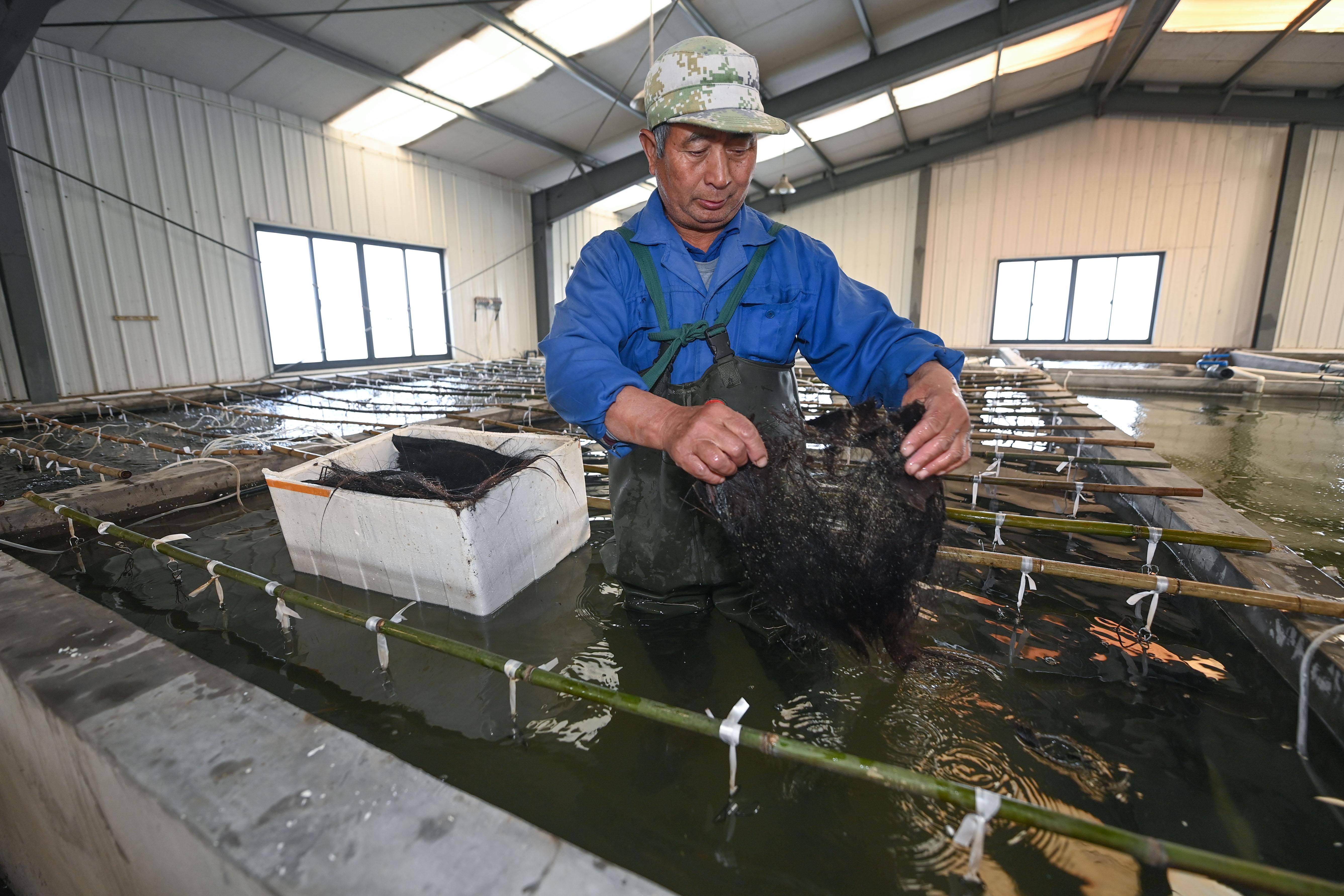 浙江省湖州市吴兴区东林镇的水产养殖户们开始大规模地将鲈鱼,鲫鱼