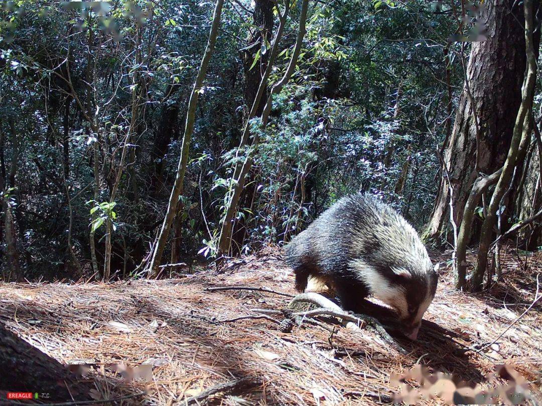 小麂 安徽省二级保护动物食蟹獴 安徽省一级保护动物花面狸 安徽省一