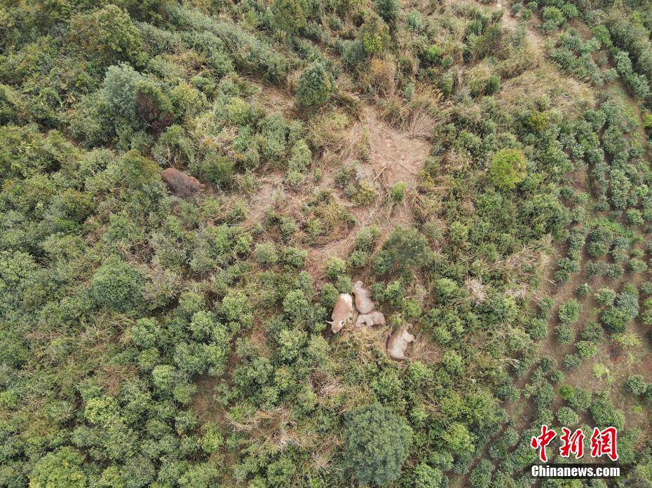 云南宁洱：亚洲象觅食后开启“午睡时间” 画面温馨有爱