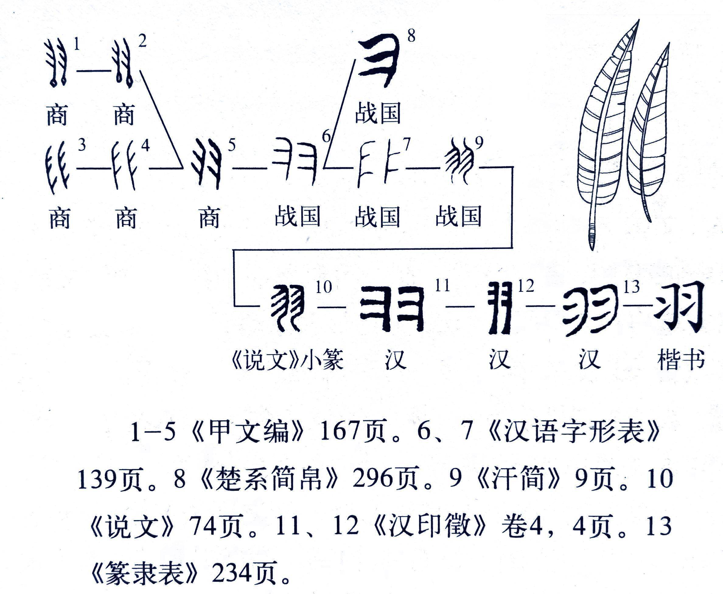 羽字的演变过程图片图片