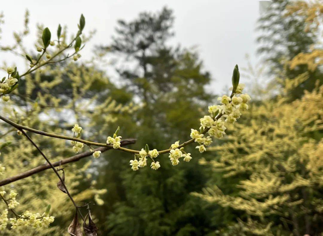 美丽蓝山:山苍子花开满山香