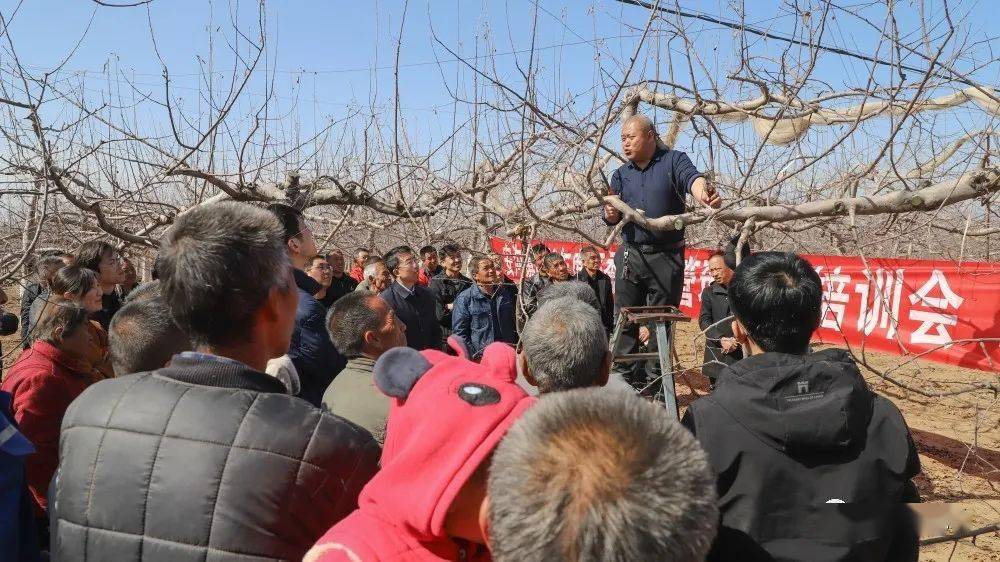 奋进的春天丨延长县安沟镇:扎实开展春季果园管理 助力乡村振兴_培训_