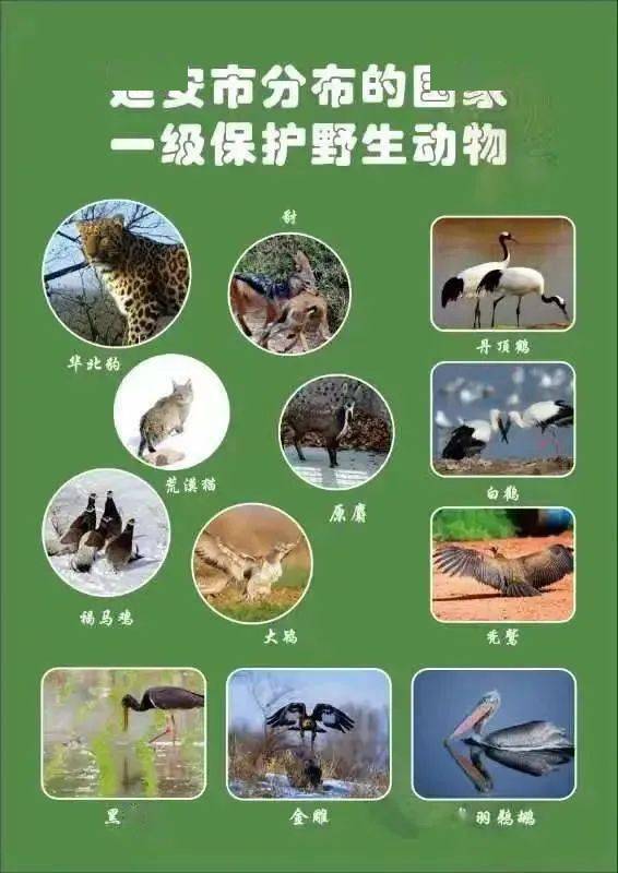 "保护野生动植物 做有爱心好公民"67倡议书_宣传_延安_生态