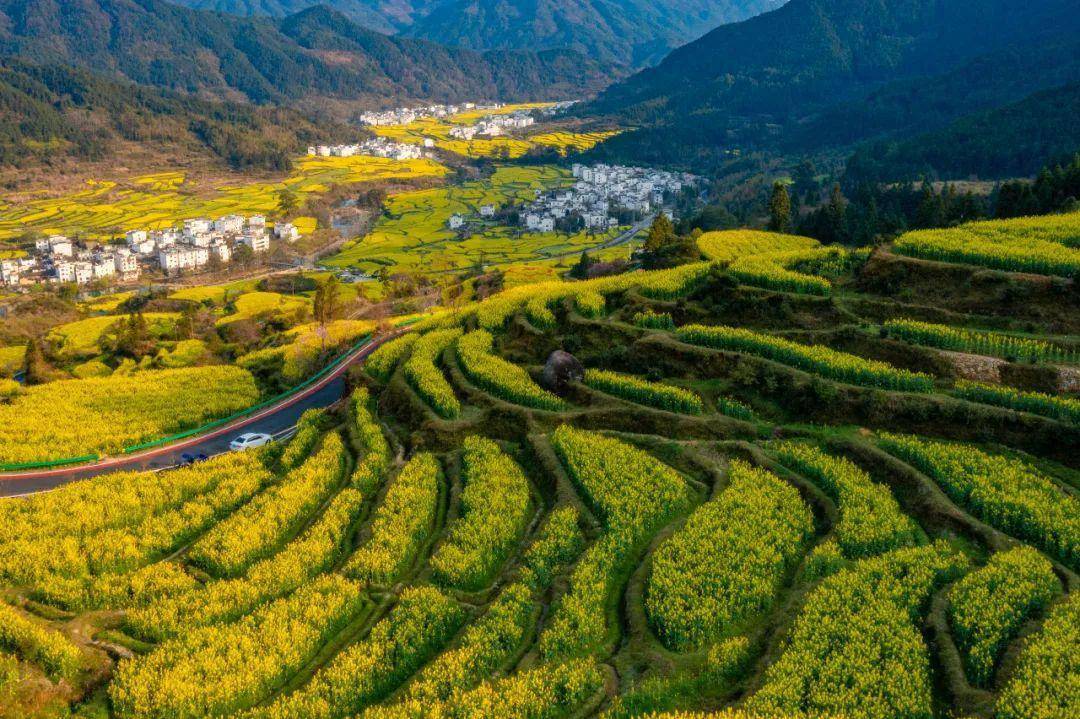 【上饶天下show之婺源县】景区系列:江岭,中国"四大花海"之一,即将