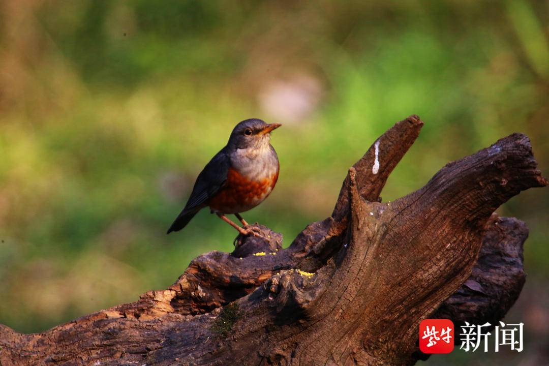 【視頻】南京紫金山下,飛來一對灰背鶇鳥_樹林_活動_顏色