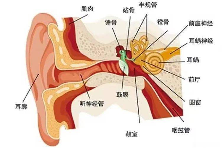 耳朵是接收聲音的感覺器官,結構包括外耳,中耳,內耳,內部構造就像鐘錶