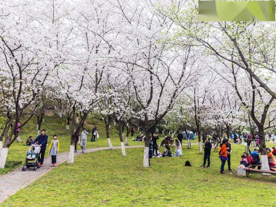 櫻海生態園武漢大學武漢市東湖櫻花園757575一起來看看吧有多美