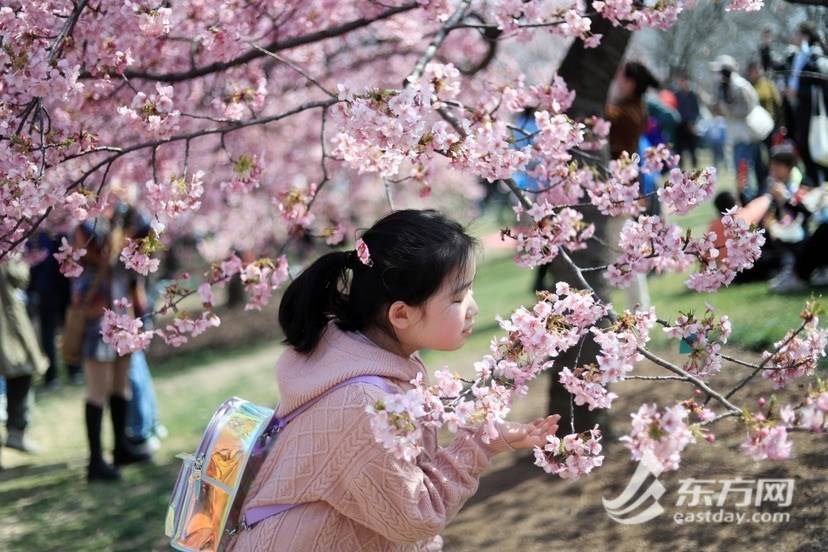 拥抱春日光“樱”，辰山动物园樱花季启幕首日旅客打破三万人次 | 组图