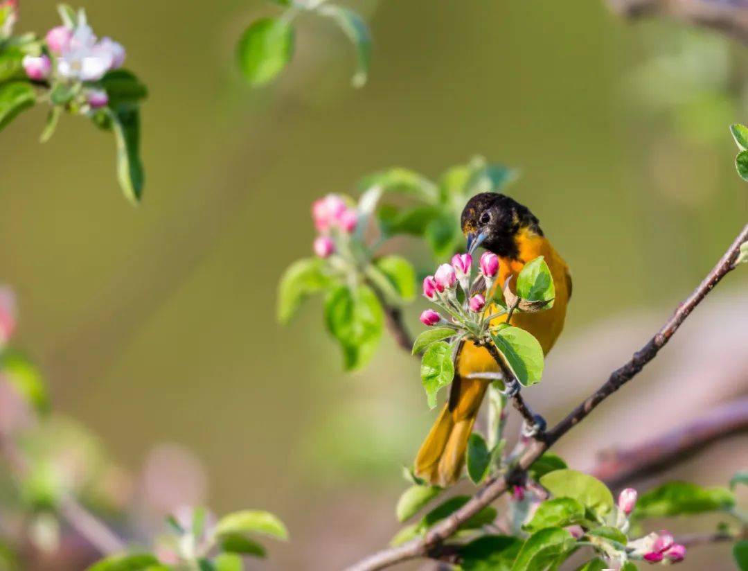一日一诗丨清平乐·春归何处_黄庭坚_黄鹂_踪迹