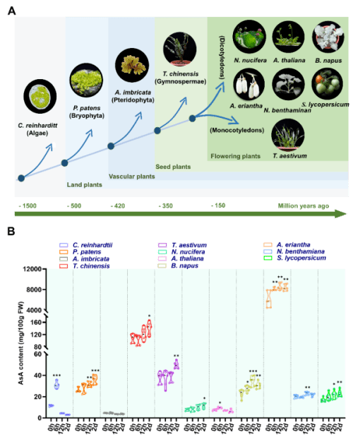 研究提醒猕猴桃维生素C生物合成和冷胁迫调控新机造