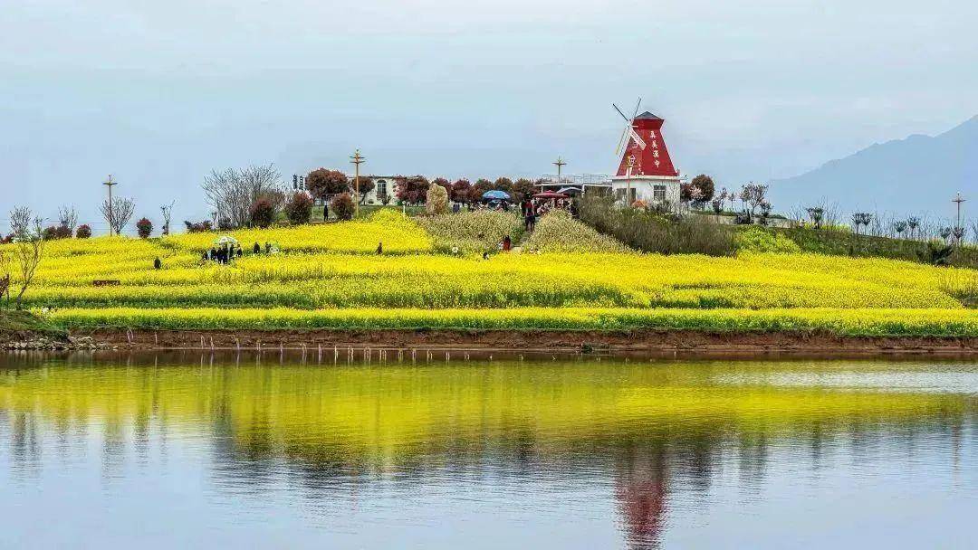 花海里荡漾金黄的油菜花将铺满皇塘的大地令人向往的美景即将上演美丽