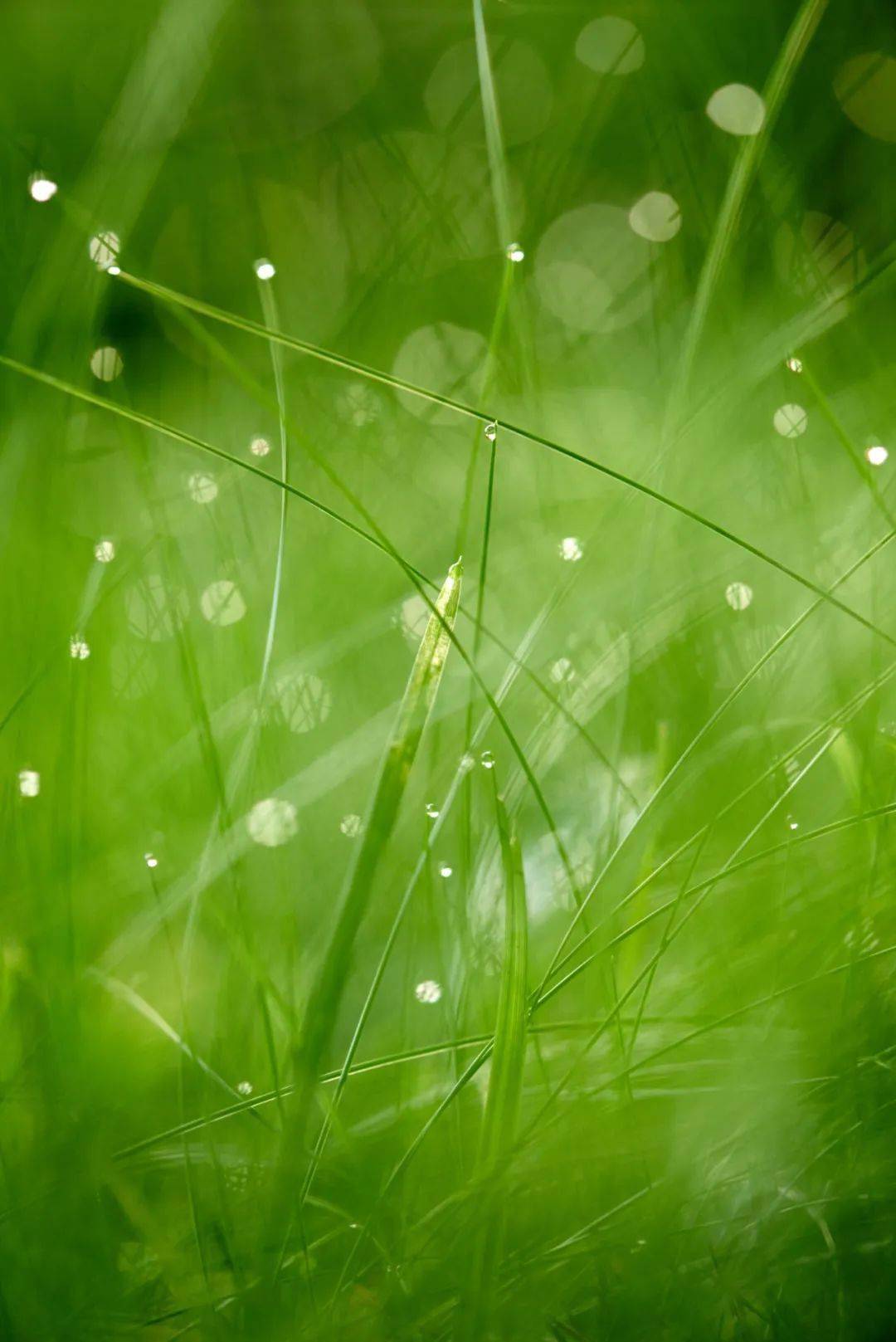 古箏的彈撥就如跳躍的個個雨滴,長笛的悠揚就像絲絲的雨線,非常優美.