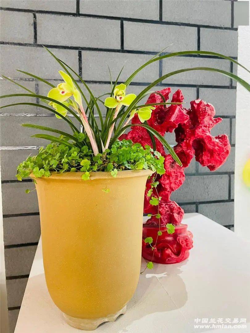 博山区第三届春兰展_西冶_琉璃_兰花展