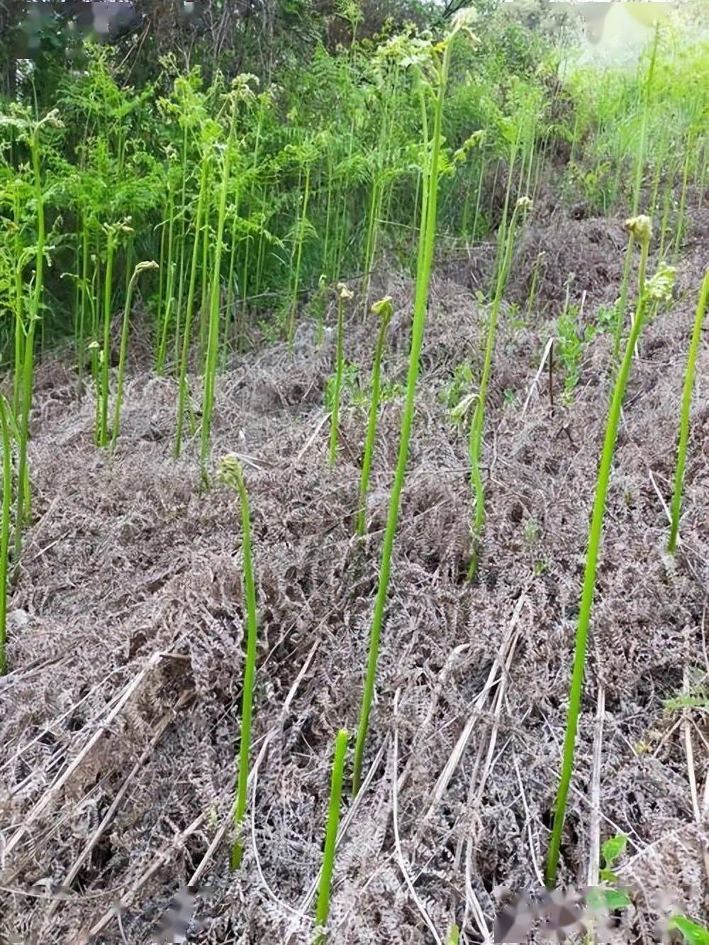 开春挖野菜