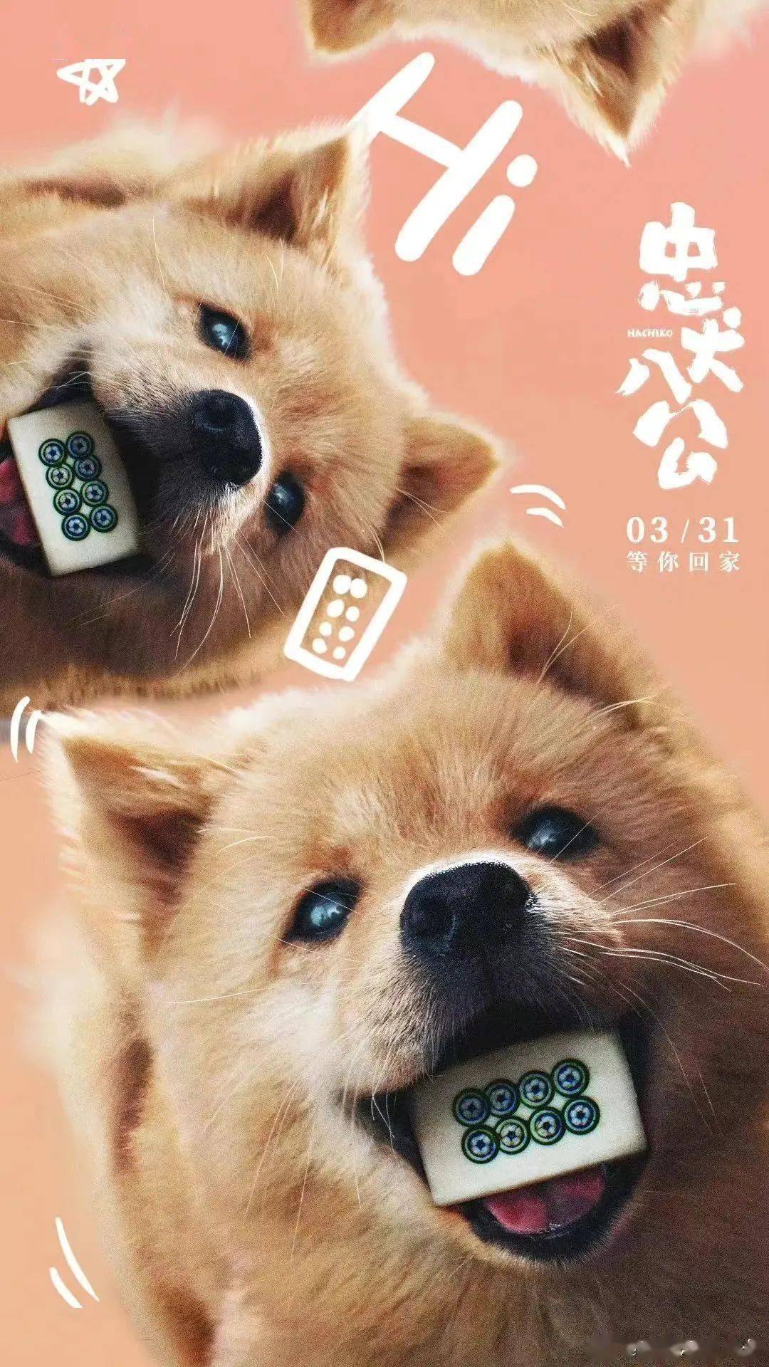 《忠犬八公》定档3月31日 | 再现狗狗感动全球数亿人的故事.