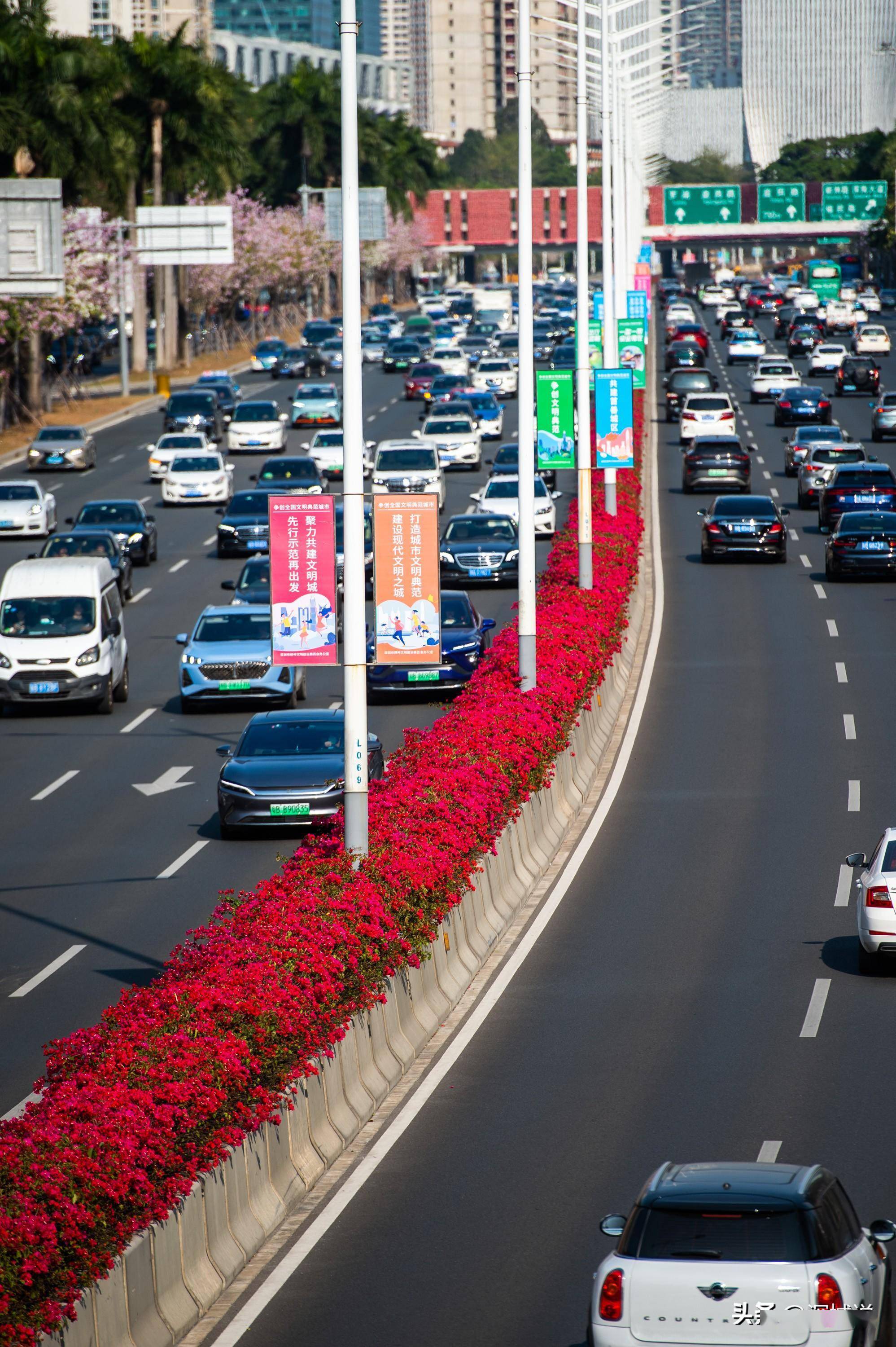 深圳滨河大道:宫粉紫荆开得正艳,成绵延11公里长的"花廊"_杜鹃_风景