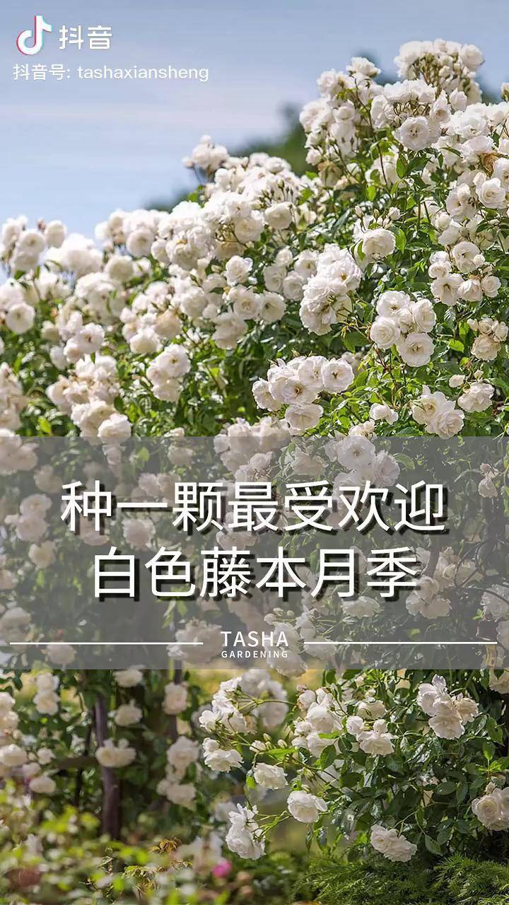 藤冰山月季花语图片