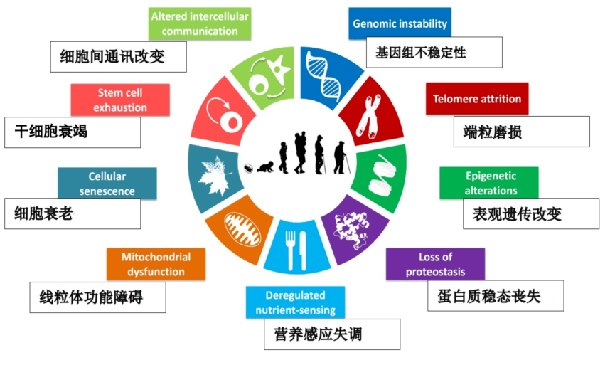 人类衰老的9大标志_遗传_细胞_研究