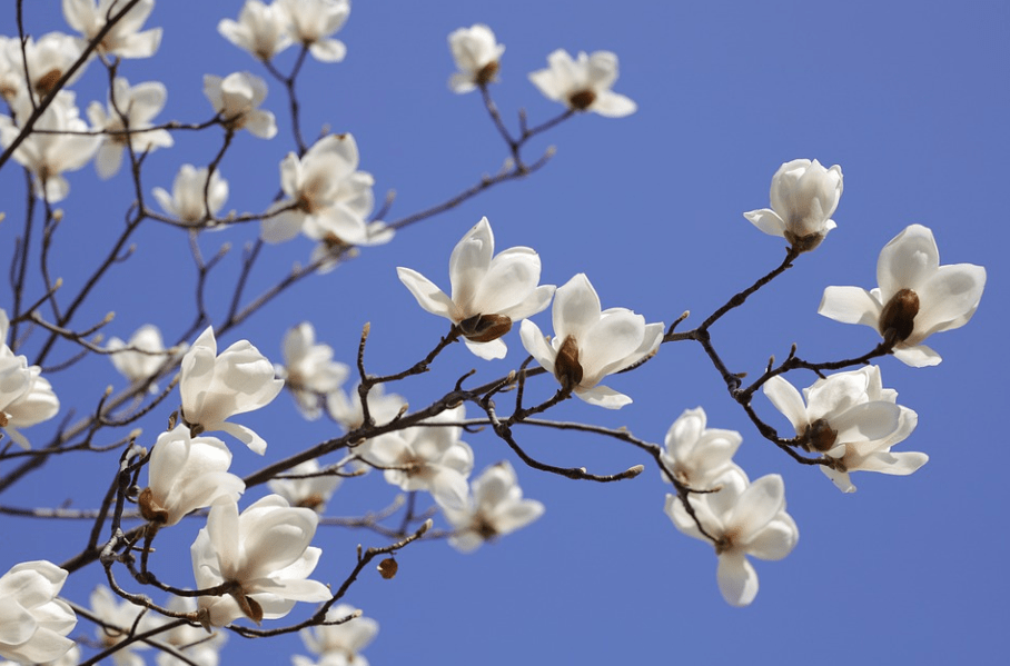 女神节出游 | 十里蓝山以花之名，邀女神共赴花事~