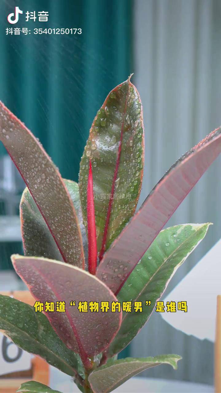 提升家居色彩绿植搭配,首选花金刚花金刚橡皮树花卉绿植爱生活爱养花