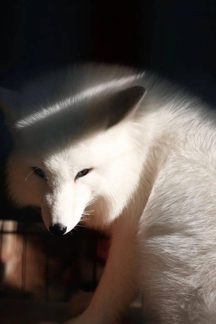 臣妾这回真是白狐!这谁看了不迷糊_ctrl_支持_陈正昊