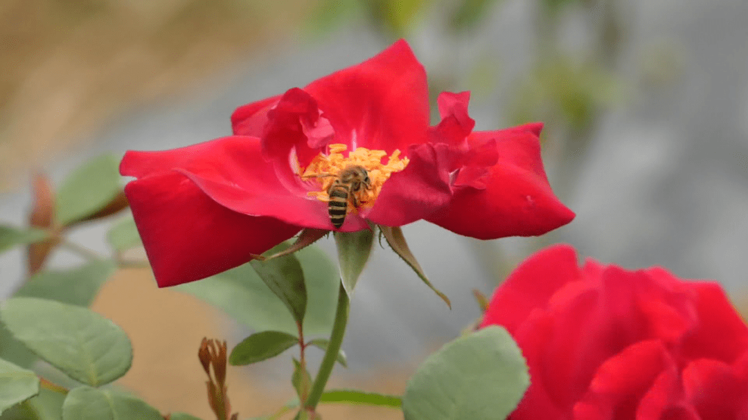 【斑斓安顺•花漾中国】安顺经开区赏花季启动，诚邀您踏青赏花，共赴春光！