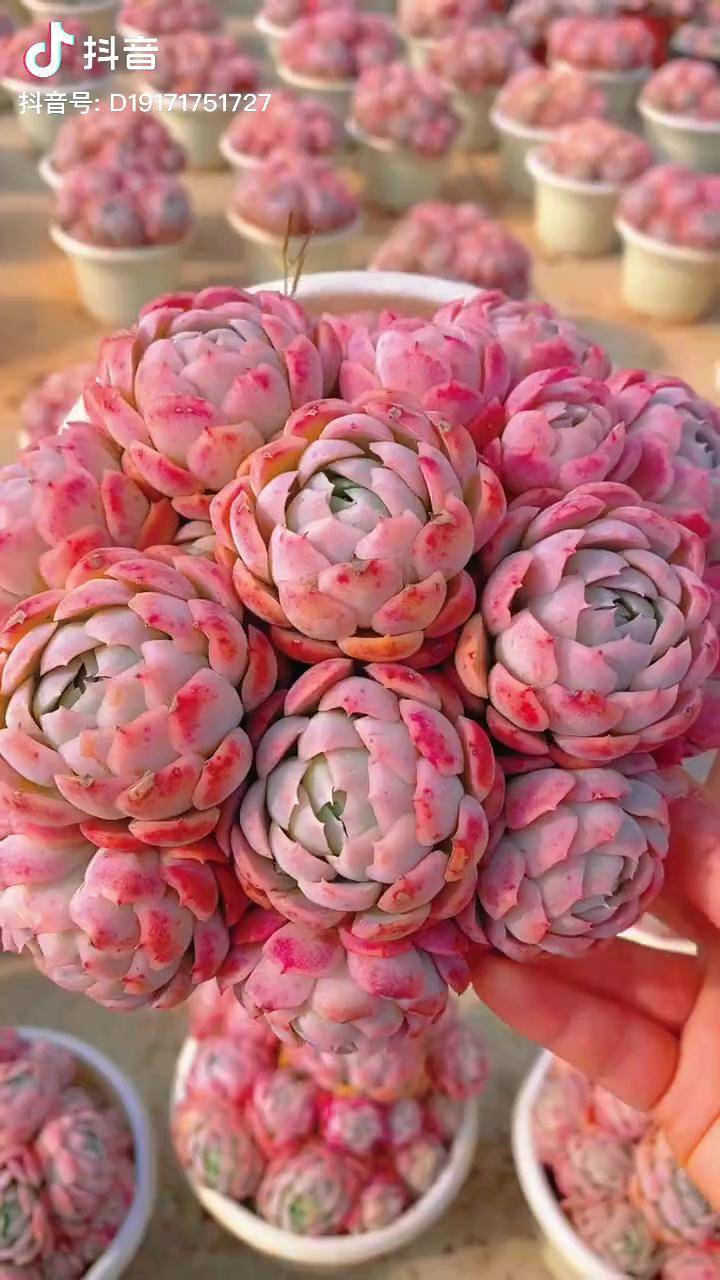 精品多肉 香水贝瑞 多肉