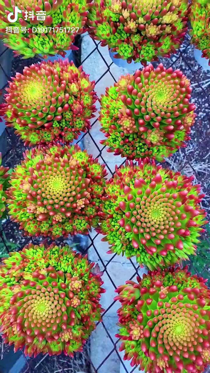 风火轮来啦!夏季专供,今天有精品多肉 爱生活爱养花 多肉