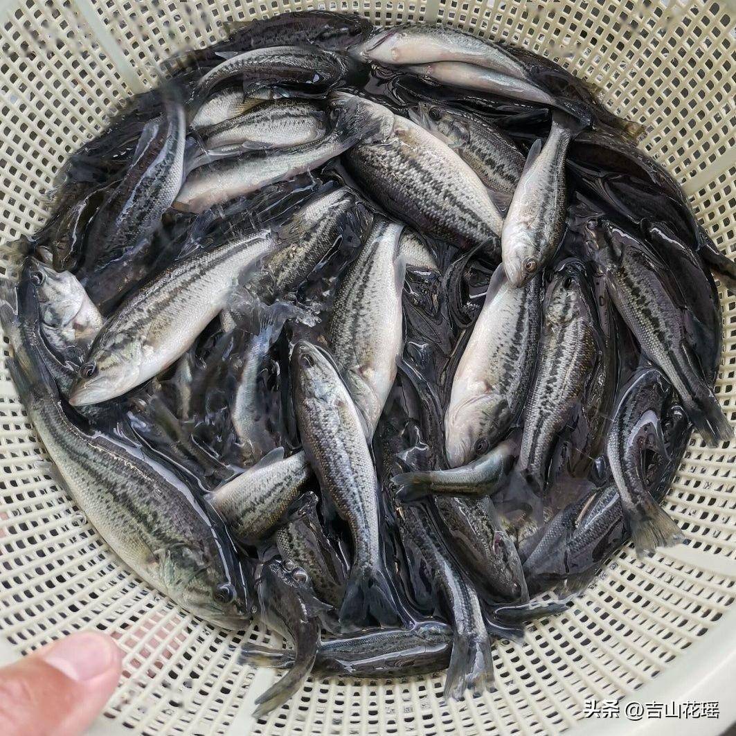 四大家鱼亲鱼培育要点_性腺_水温_精饲料