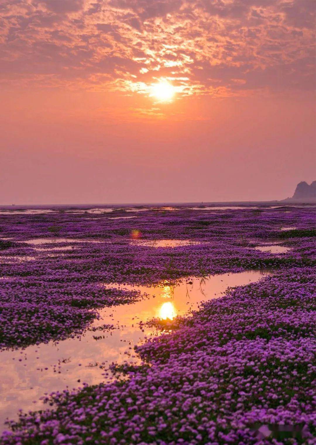 鄱阳湖花海图片