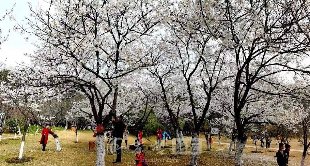 四方山樱花林的最新动静来了