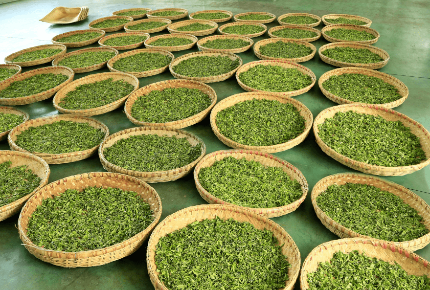 藏茶申请非遗（藏茶村博物馆） 第4张