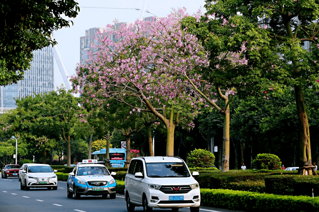 厦门行道树图片